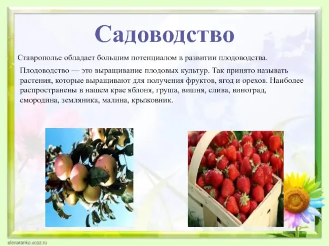 Заключение диссертации по теме «Плодоводство, виноградарство», Косачев, Иван Алексеевич