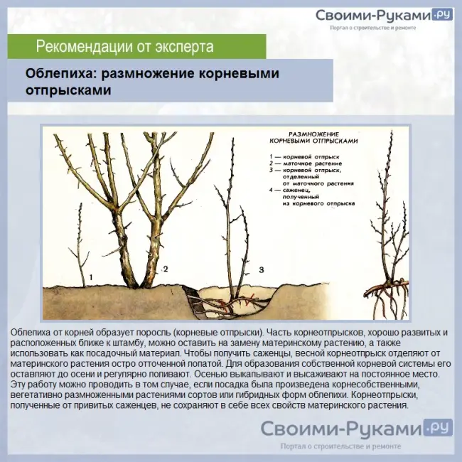 Размножение облепихи черенками