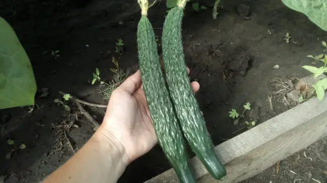 Болезни и вредители