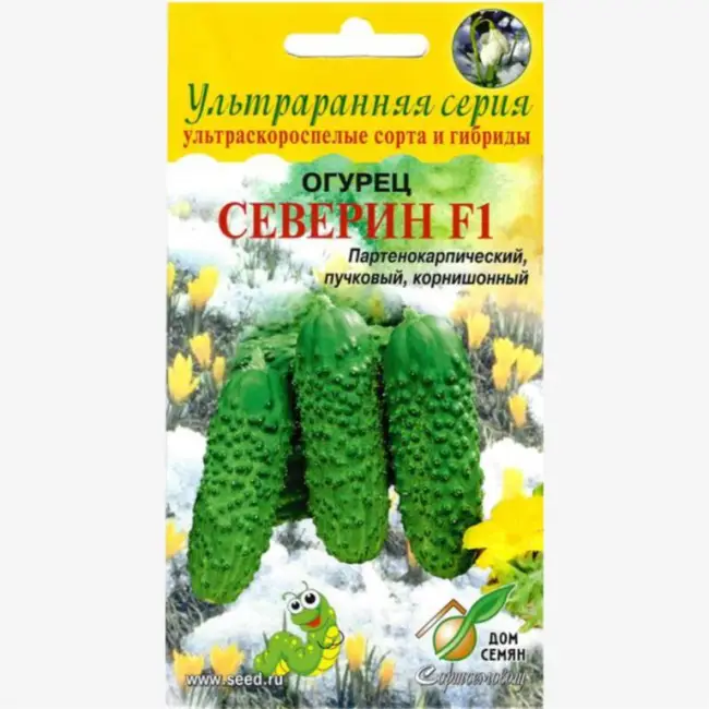 Посадка огурцов Северин