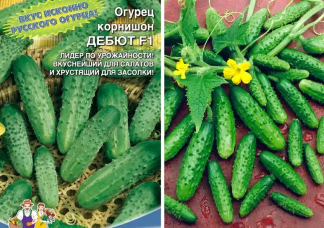 Болезни и вредители