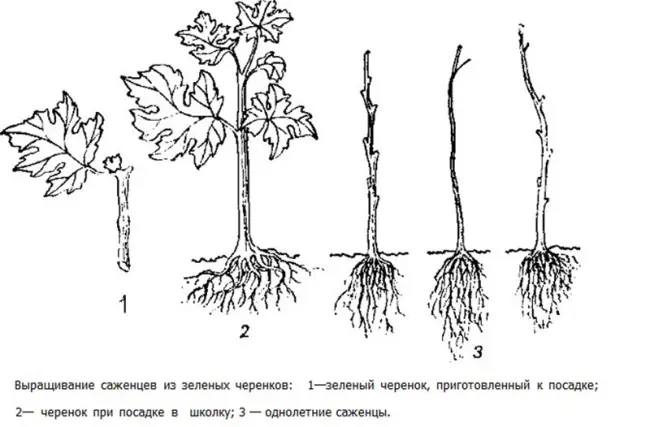 Черенкование и размножение огурцов отводками