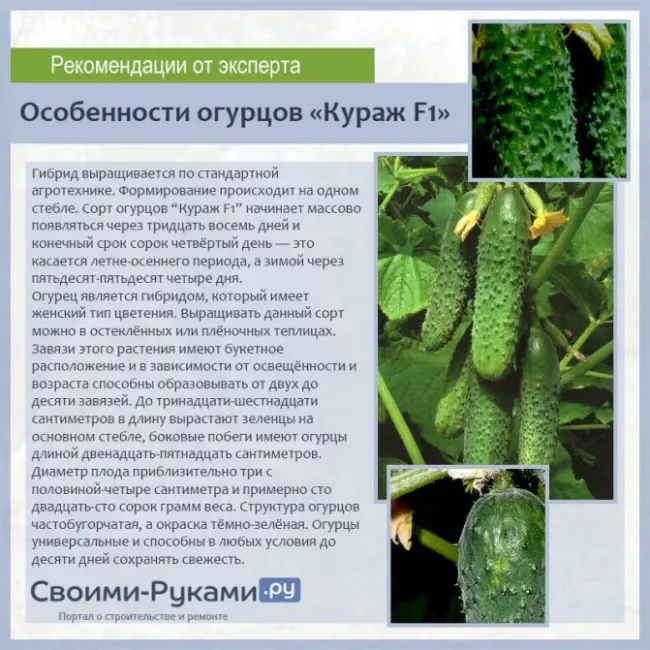 Описание огурцов Кураж f1 – посадка, выращивание и уход, фото, отзывы