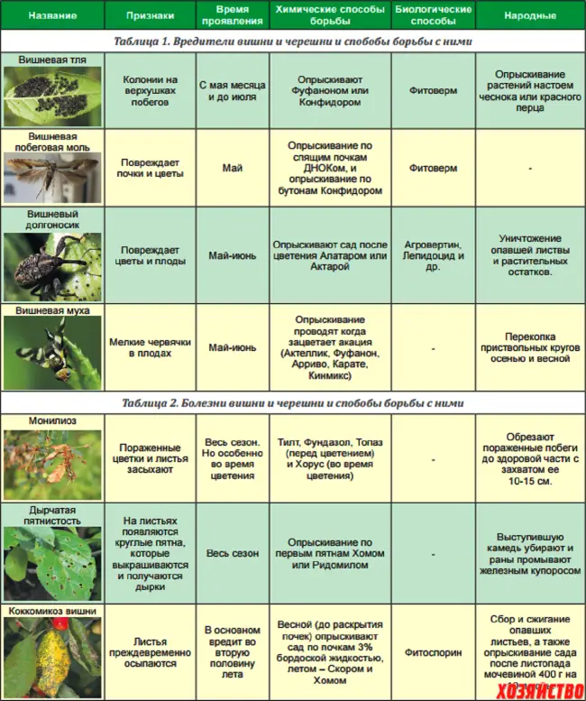 Основные болезни и вредители