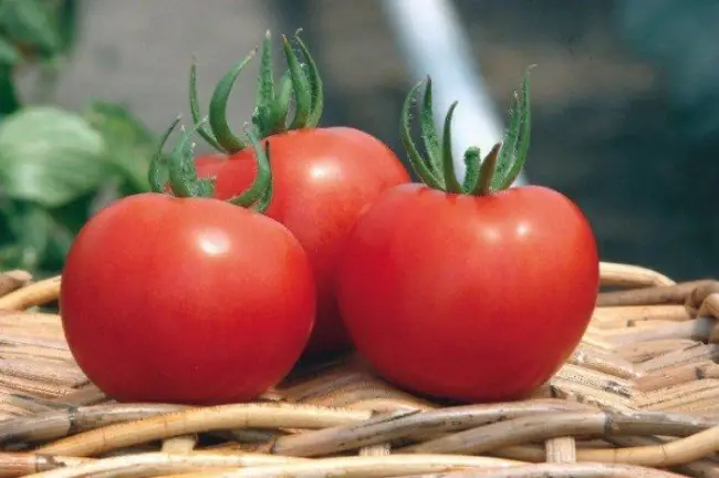 Хранение сорта томата Алый мустанг