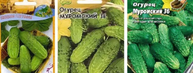 Характеристика и описание сорта