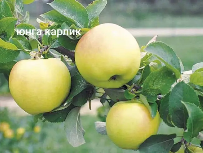 Характеристики и описание сорта яблони Юнга (Белоснежка), отзывы садоводов
