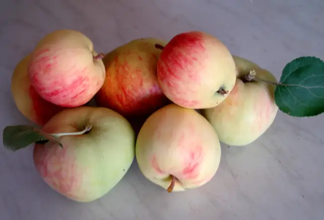 Описание перца Яблочный спас, отзывы, фото