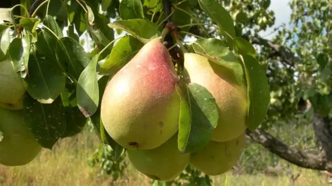 Сбор урожая и хранение