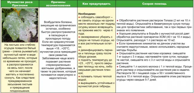 Характерные болезни и вредители