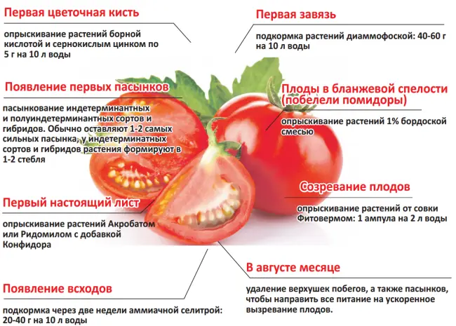 Особенности посадки, выращивания, правила ухода