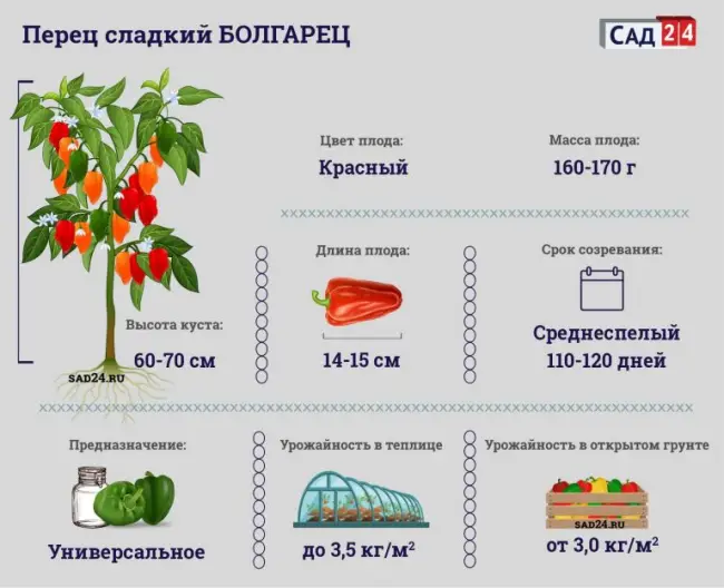 Описание сорта Болгарец