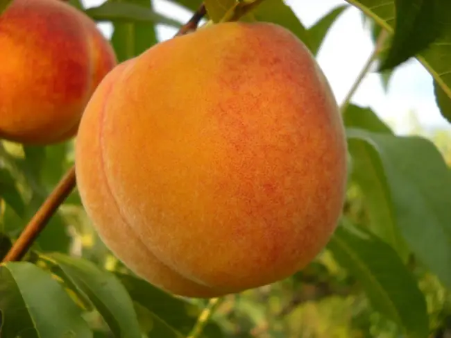  Сорта персика, устойчивые к курчавости