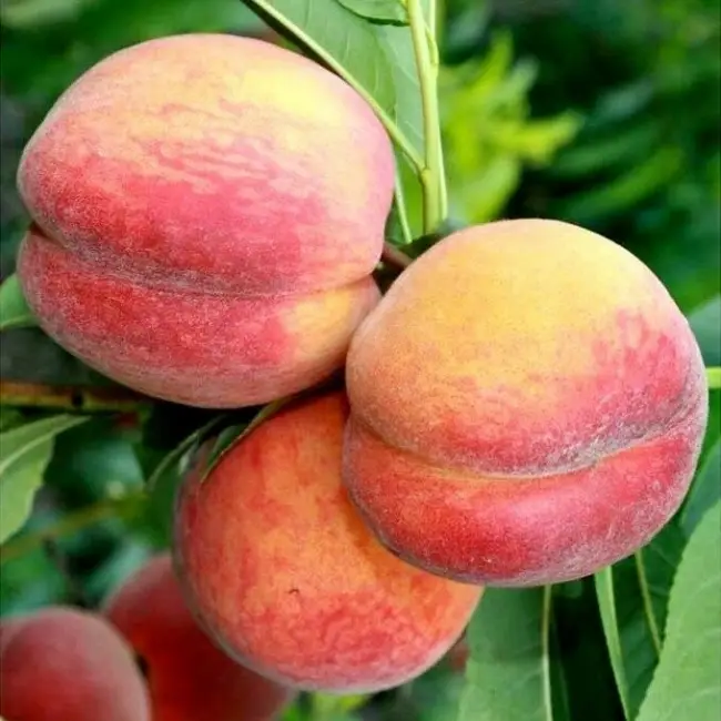 Размножение персика