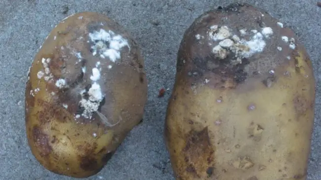 Сорта картофеля, устойчивые к фузариозу