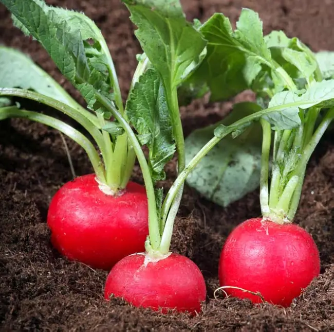 Как вырастить хороший урожай редиса в теплице?