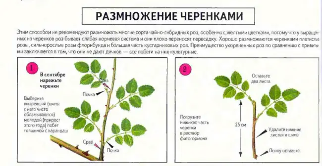 Размножение черенкованием