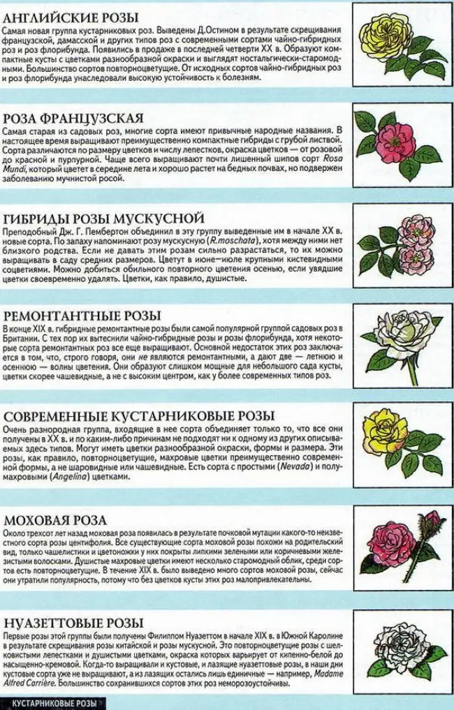 Миниатюрные розы, описание, фото, сорта, условия выращивания, болезни и вредители