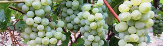 Виноград Солярис:описание сорта и характеристика, посадка и уход