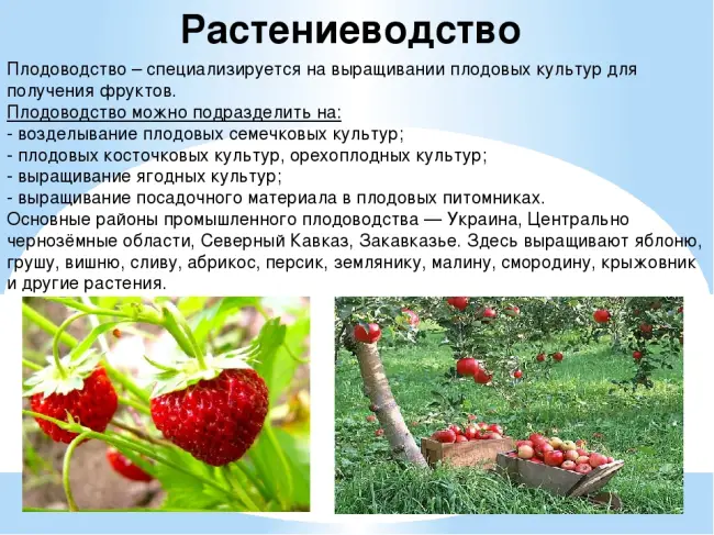 Заключение диссертации по теме «Плодоводство, виноградарство», Колесников, Сергей Александрович