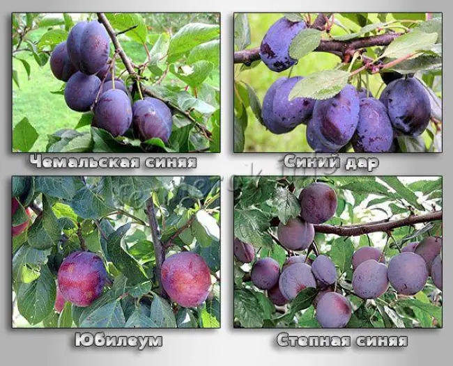 Описание плодов сливы сорта «Чемальская синяя»