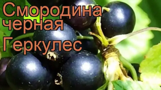 Болезни и вредители