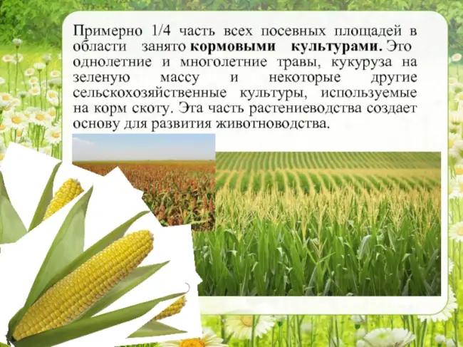 Заключение диссертации по теме «Растениеводство», Газизов, Фарит Анварович