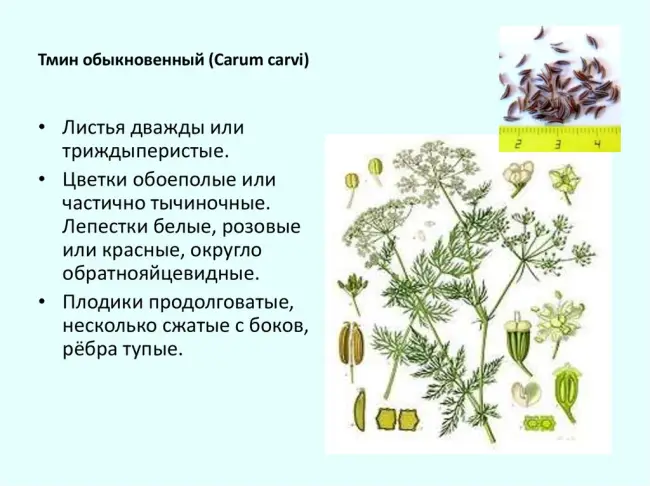 Ботаническое описание