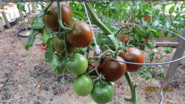 Болезни и вредители томатов сорта Чёрный принц