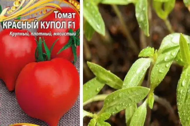 Описание сорта томата Красный купол, его характеристика и урожайность