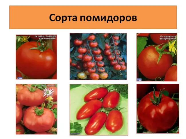 Уход за растениями томатов