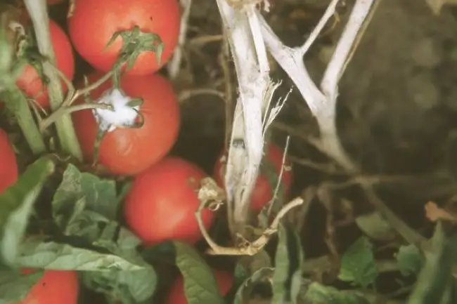 Прикорневая гниль у томатов фото