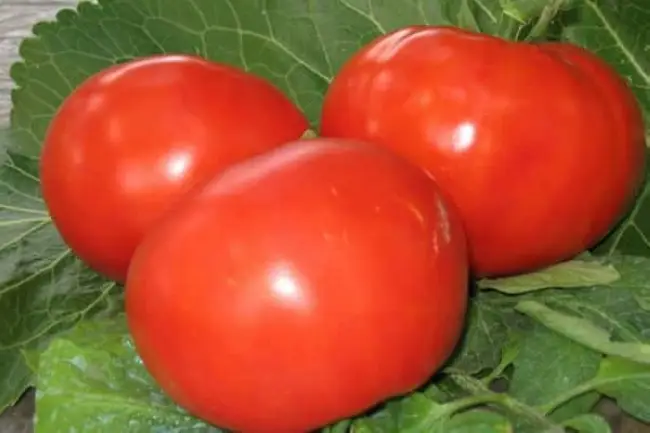 Характеристика и описание сорта томата Мамонт, его урожайность
