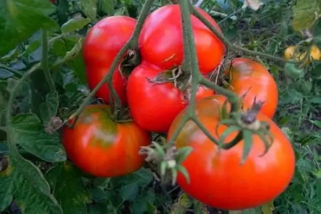 Хранение и использование томатов