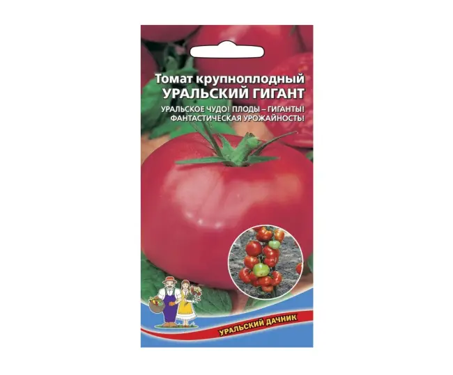 Особенности выращивания помидоров Малиновый гигант, посадка и уход
