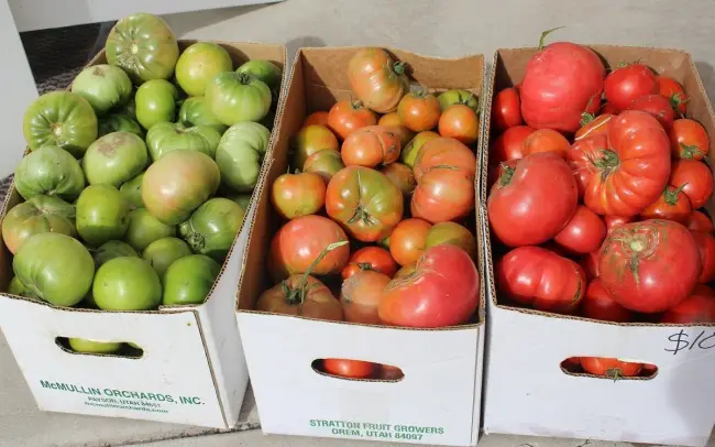 Хранение недозревших томатов