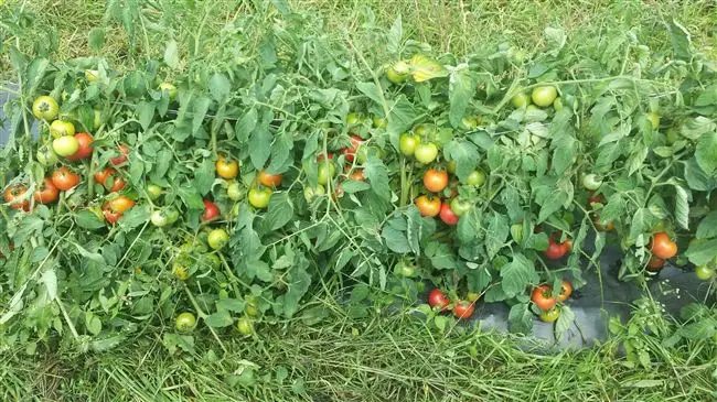 Особенности выращивания томатов Персик, посадка и уход