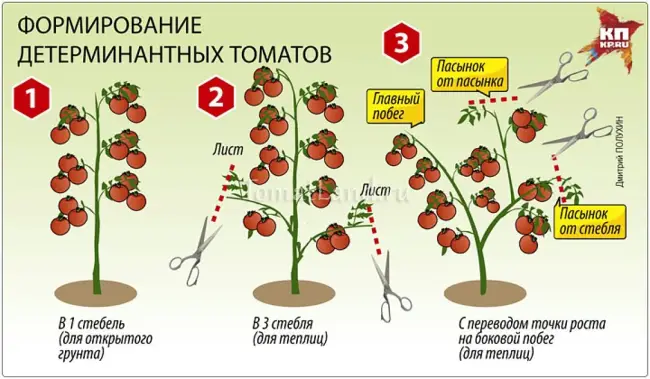 Описание, советы по выращиванию этого замечательного сорта. Размножение томатов при помощи пасынков во второй половине лета.