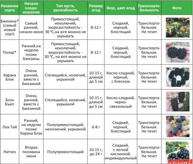 Подготовка посадочного материала и размножение