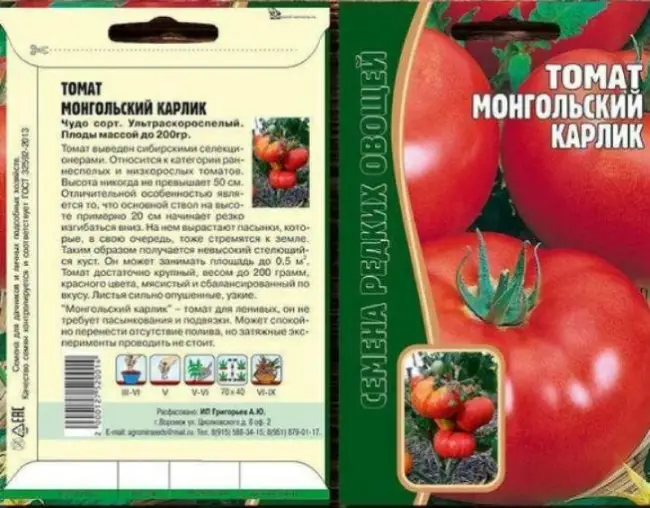 Сбор урожая плодов «Монгола карлика» и его хранение