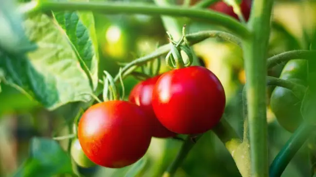 Характеристика и описание сорта томатов Лакомка