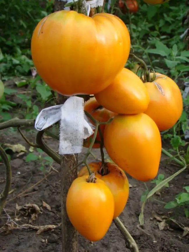 Описание сорта помидора Монастырская Трапеза