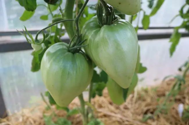 Особенности выращивания томата Бычье сердце, посадка и уход