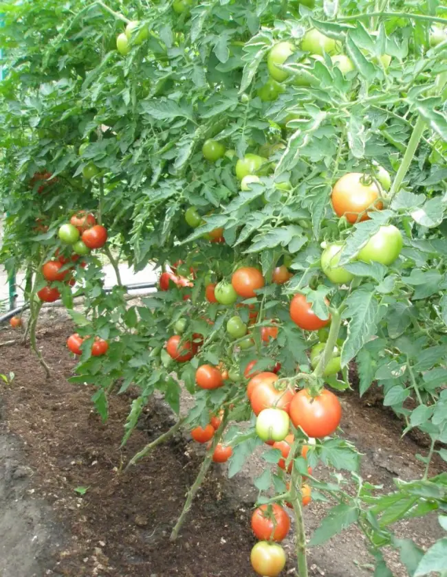 Выращивание, характеристика и описание сорта томата Пинк парадайз