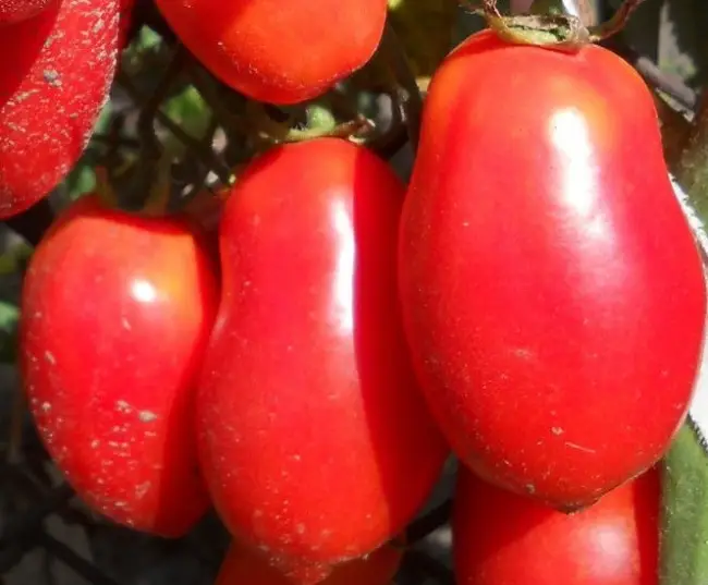 Описание сорта томата Сибирский сюрприз, отзывы, фото