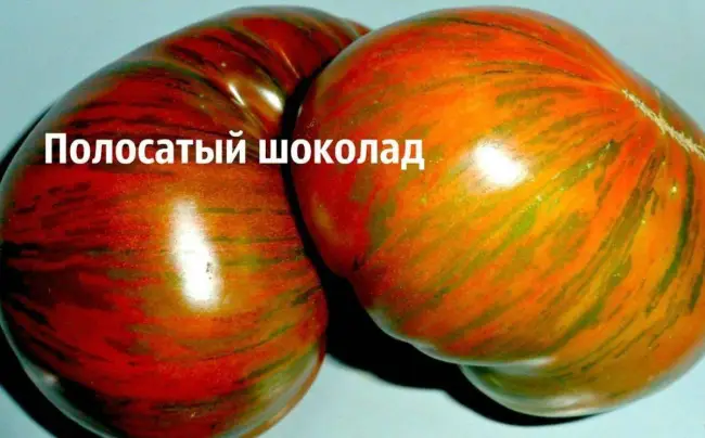 Характеристика томатов Полосатый шоколад