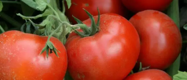 Особенности выращивания томатов Рио Гранде, посадка и уход