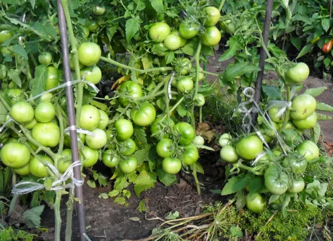 Особенности выращивания помидоров Черномор, посадка и уход