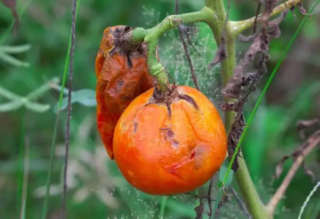 «Народные средства» для томатов от болезней