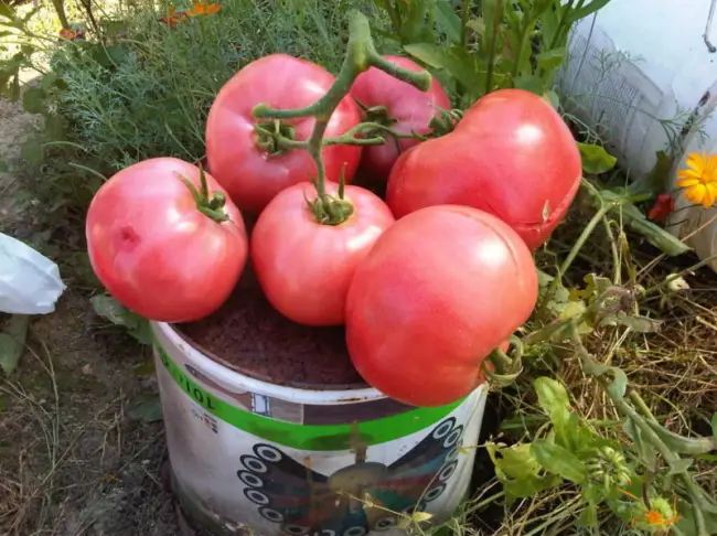     Сбор томатов из линейки Малиновое чудо и хранение урожая   